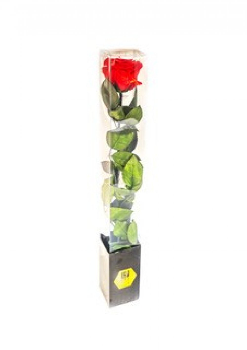 ICE DRY RED ROSE BOXED