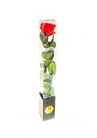 ICE DRY RED ROSE BOXED - This long stem 50cm real red rose is ice dried and will last for up to 1 year making it a good value product.